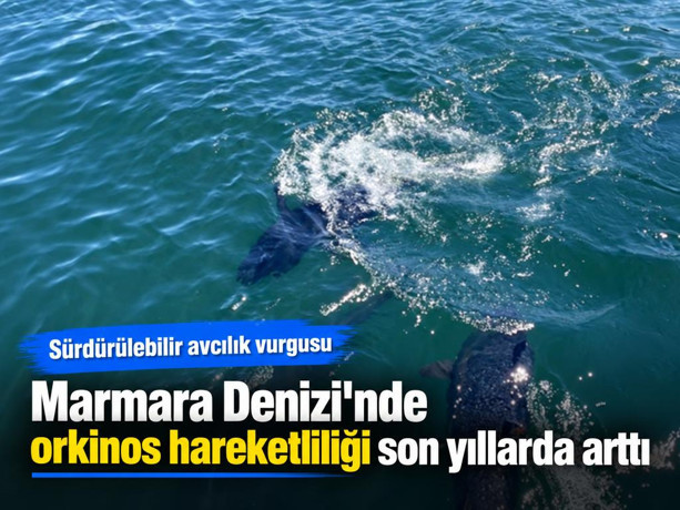 Marmara Denizi'nde orkinos hareketliliği son yıllarda arttı