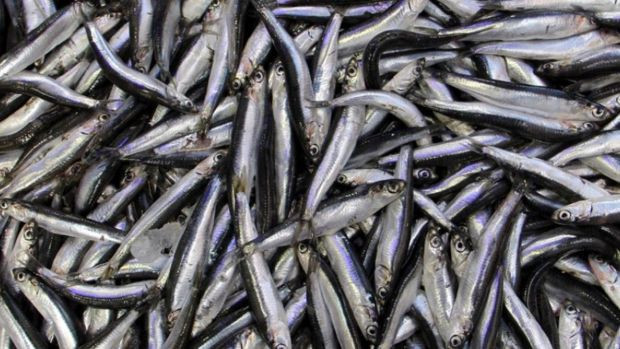 Fiyatıyla yüz güldürüyor. Doğru tüketildiğinde tek başına D vitamini ihtiyacını gideriyor! - Resim : 2