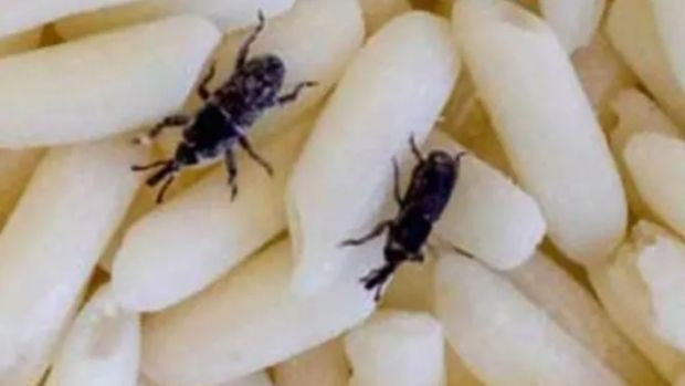 Pirinci saklarken yapılan iki hata; Hem böceklenmesine hem de pilavın lapa olmasına yol açıyor! - Resim : 1