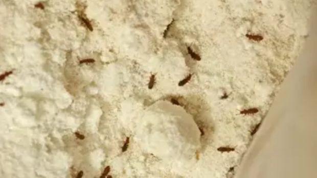 Pirinci saklarken yapılan iki hata; Hem böceklenmesine hem de pilavın lapa olmasına yol açıyor! - Resim : 3