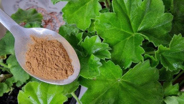 Gözümüzün önündekini görmemişiz. Çiçek sinekleri nasıl yok edilir? 3 doğal yöntem kökünü kurutuyor - Resim : 1