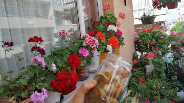 Gözümüzün önündekini görmemişiz. Çiçek sinekleri nasıl yok edilir? 3 doğal yöntem kökünü kurutuyor - Resim : 2