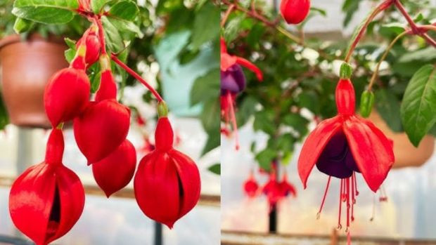 Çiçeğin dibine gömüldüğü zaman orman gibi yapıyor! Coşmasını sağlayan 3 çiçek bakım tüyosu... - Resim : 3