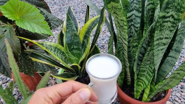 Çiçeğin dibine gömüldüğü zaman orman gibi yapıyor! Coşmasını sağlayan 3 çiçek bakım tüyosu... - Resim : 2