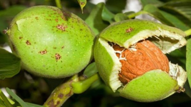 Dudak üstü tüylerden ağrısız acısız kurtulma yöntemi; Asla kızarıklık kalmıyor, tahriş olmuyor… - Resim : 3