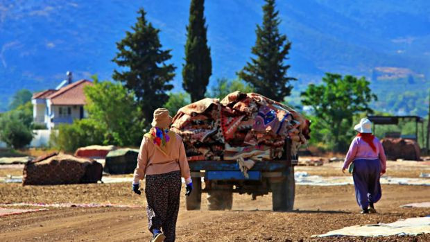 Bu hasat başka! Antalya'da buğday tarlalarındaki halılar toplanıyor - Resim : 1