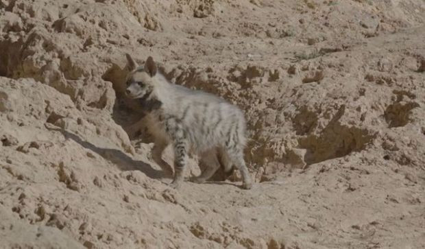 Yine görüntülendi! DKMP: Sonuç "beklemeye değmiş" dedirtiyor - Resim : 1