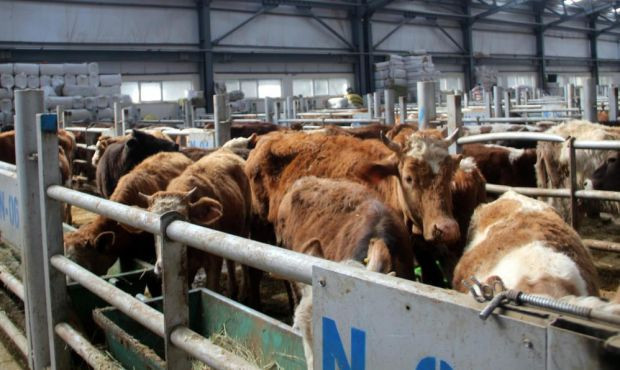 Avrupa'nın en büyük canlı hayvan pazarı şap hastalığı nedeniyle kapatıldı - Resim : 3