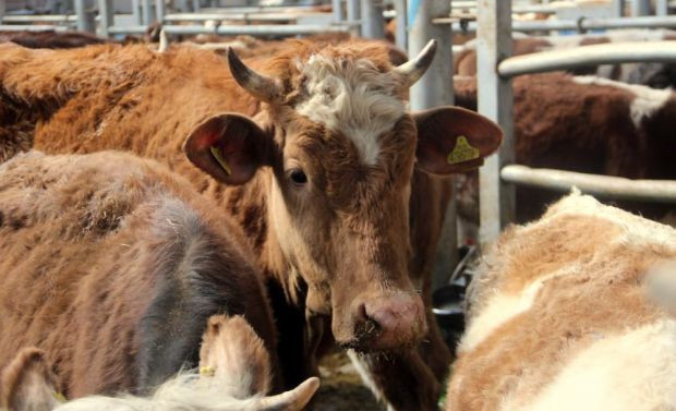 Avrupa'nın en büyük canlı hayvan pazarı şap hastalığı nedeniyle kapatıldı - Resim : 5