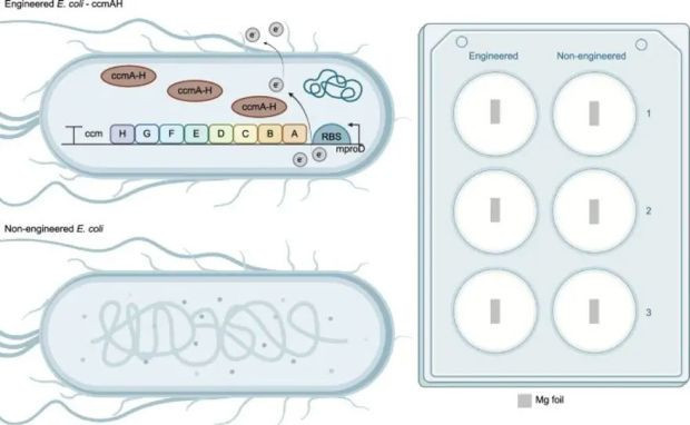Bakteriler hastalığı haber verecek! Türk bilim insanlarından çığır açan çalışma - Resim : 1
