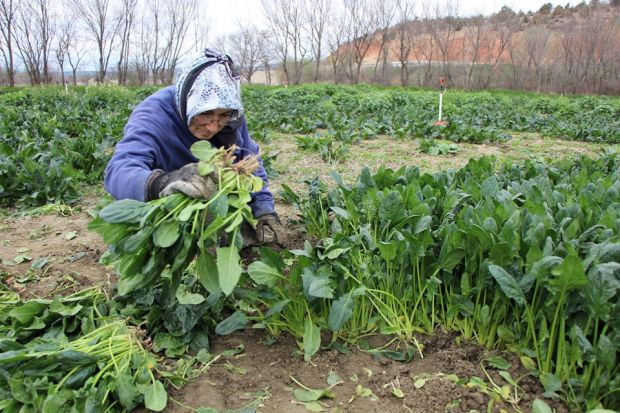 Ispanaklarını satamayan çiftçiden çağrı - Resim : 2