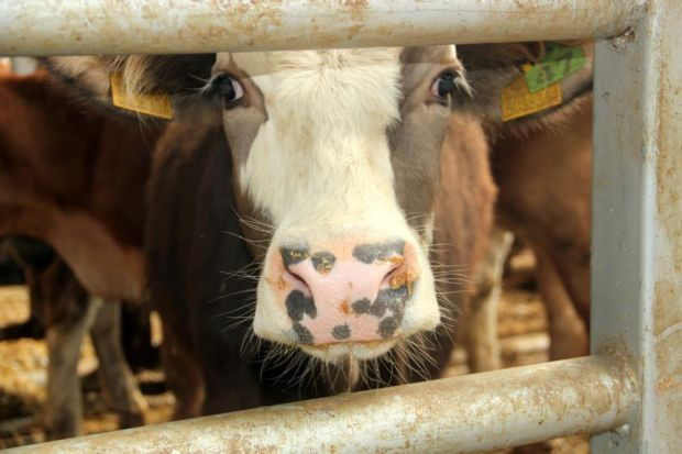 Avrupa'nın en büyük canlı hayvan pazarı şap hastalığı nedeniyle kapatıldı - Resim : 4