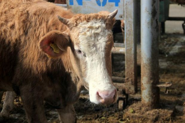 Avrupa'nın en büyük canlı hayvan pazarı şap hastalığı nedeniyle kapatıldı - Resim : 2