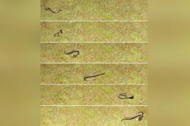 takla atan yılan ilk kez görüntülendi