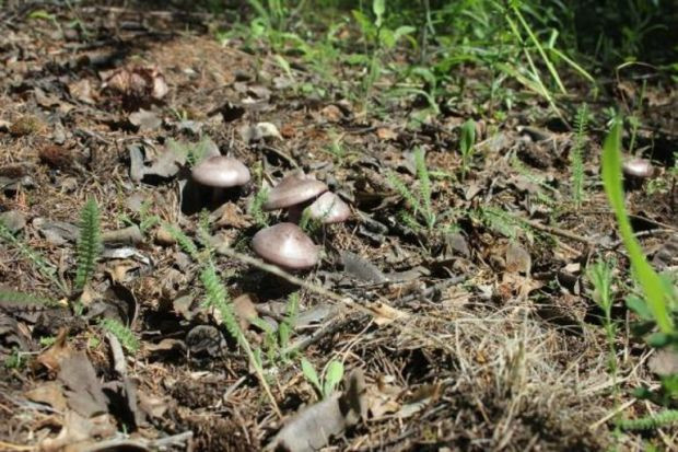 Profesörden "ölüm meleği" mantarı uyarısı! - Resim : 1