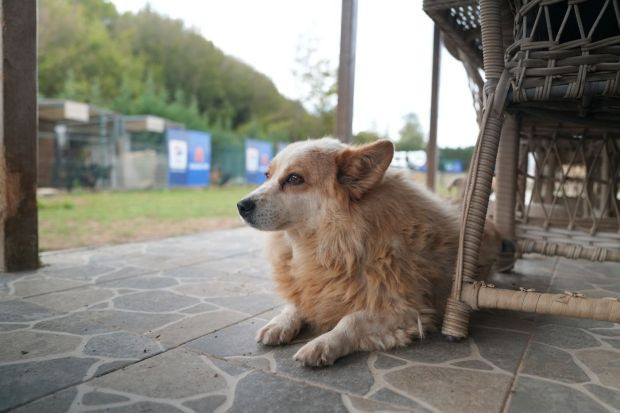 Eczanelerden patili dostlara destek! 1 ton mama bağışı, 500 eczaneye özel kitler - Resim : 3