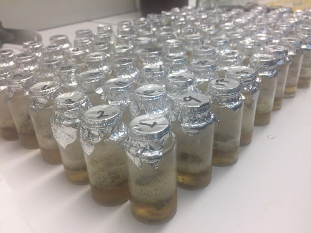 İzmit Körfezi'ndeki her 10 balıktan 4'ünde mikroplastik tespit edildi - Resim : 4