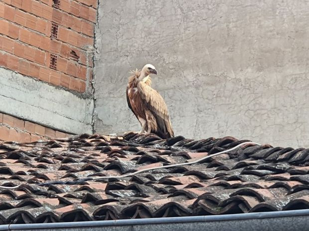 Görenler cep telefonuna sarıldı: Caddedeki yırtıcı akbaba vatandaşı heyecanlandırdı - Resim : 1