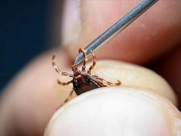 KKKA aşısında sevindiren gelişme: Dünyada FAZ-1 çalışması tamamlanan ilk aşı - Resim : 1