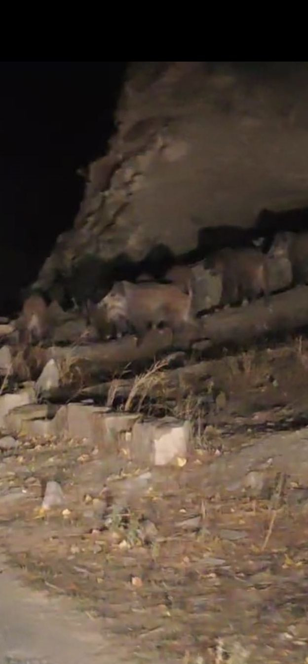 Van'da kırsal mahalleye inen domuz sürüsü görüntülendi - Resim: 2