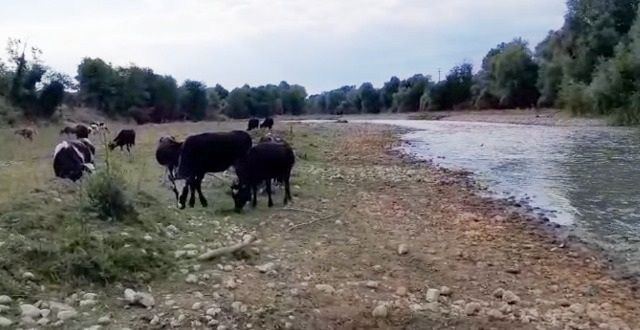 Mudurnu Çayı’nda kirlilik - Resim: 4