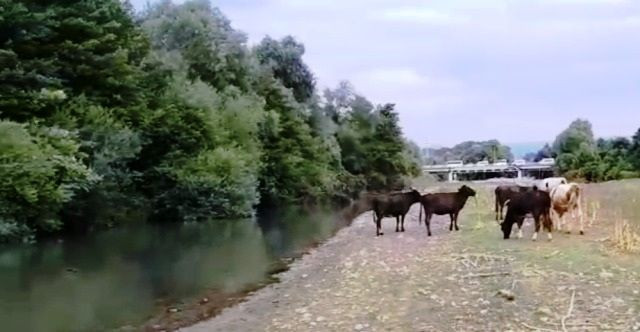 Mudurnu Çayı’nda kirlilik - Resim: 1