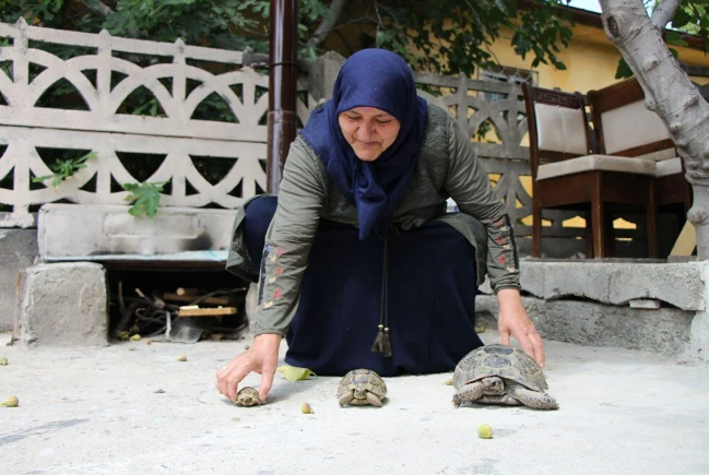 Kaplumbağa terbiyecisi Zekiye teyze: 1'i yavru 3 kaplumbağaya bakıyor - Resim: 2
