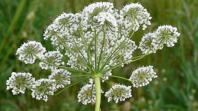 Romalılar, Mısırlılar sağlık için kullandı! İşte sizi baştan sona yenileyecek o besin... - Resim: 3