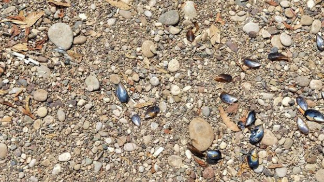 Dünyaca ünlü sahili çöplüğe çevirdiler - Resim : 1