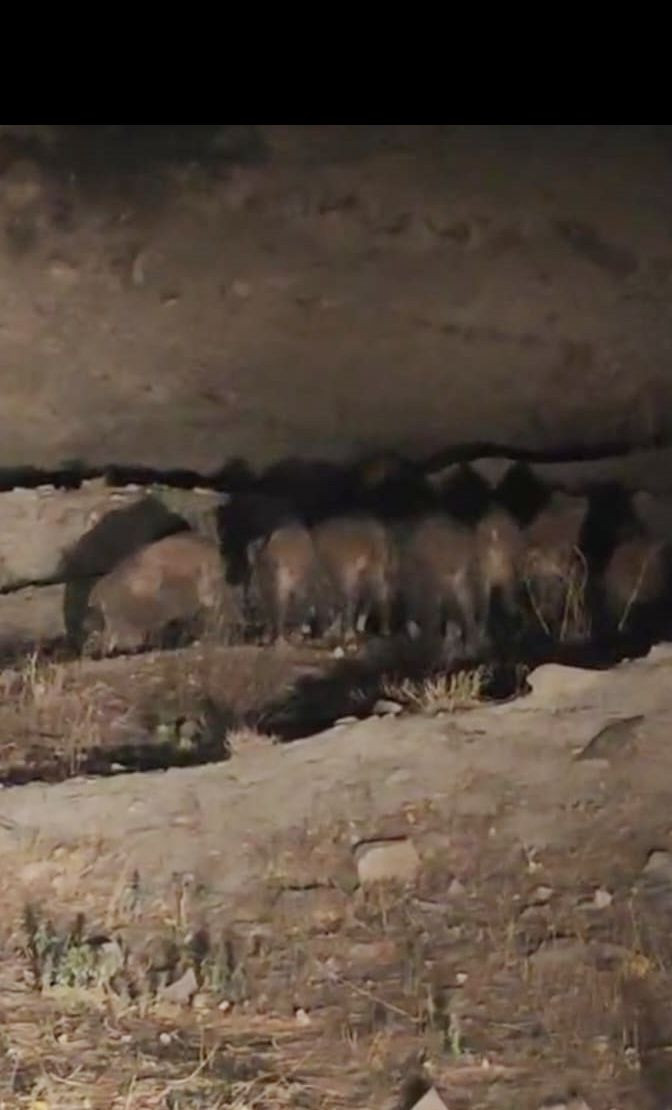Van'da kırsal mahalleye inen domuz sürüsü görüntülendi - Resim: 3