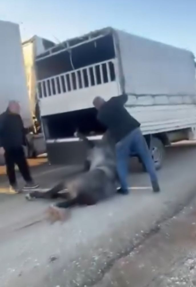 Kamyonetin arkasına bağladığı atı dakikalarca sürükledi - Resim: 4