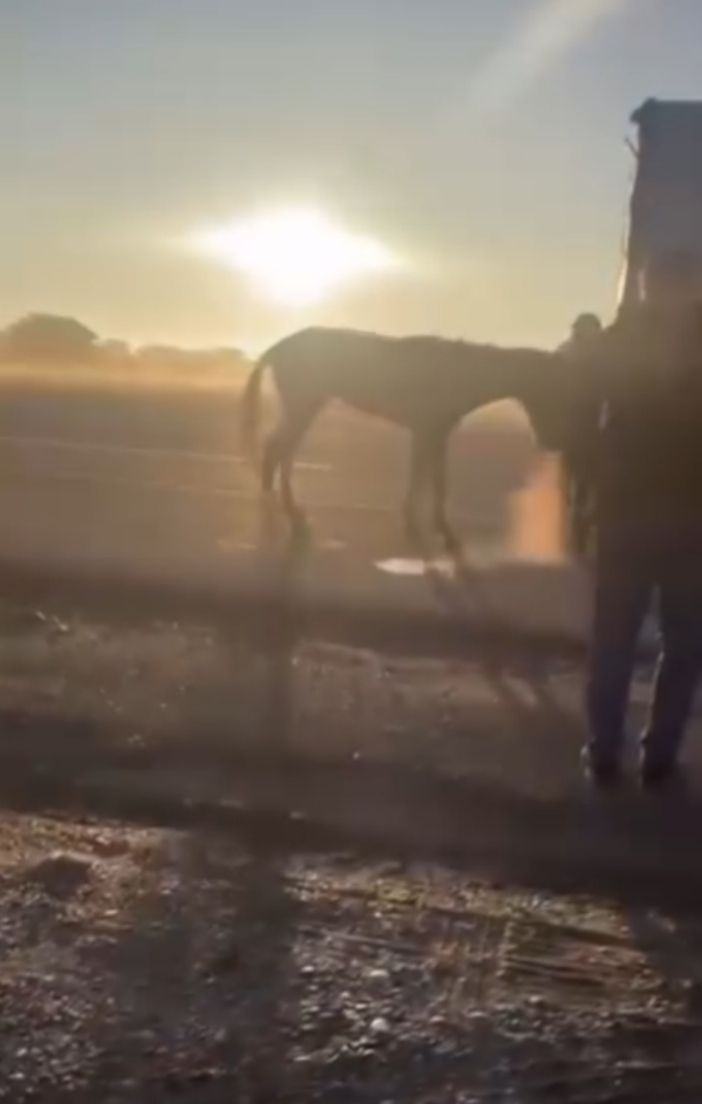 Kamyonetin arkasına bağladığı atı dakikalarca sürükledi - Resim: 2