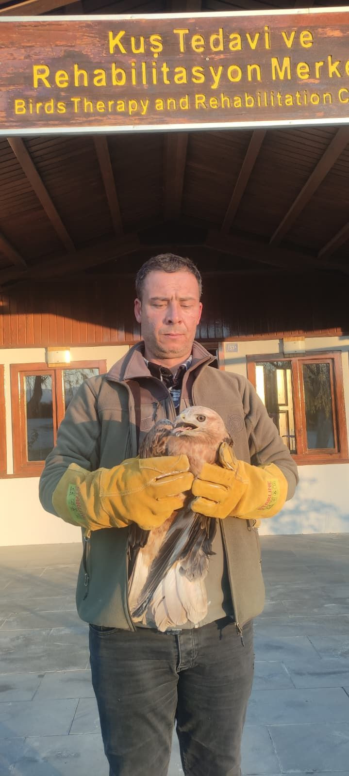 Yaralı halde bulunan kızıl şahin, tedaviye alındı - Resim: 4