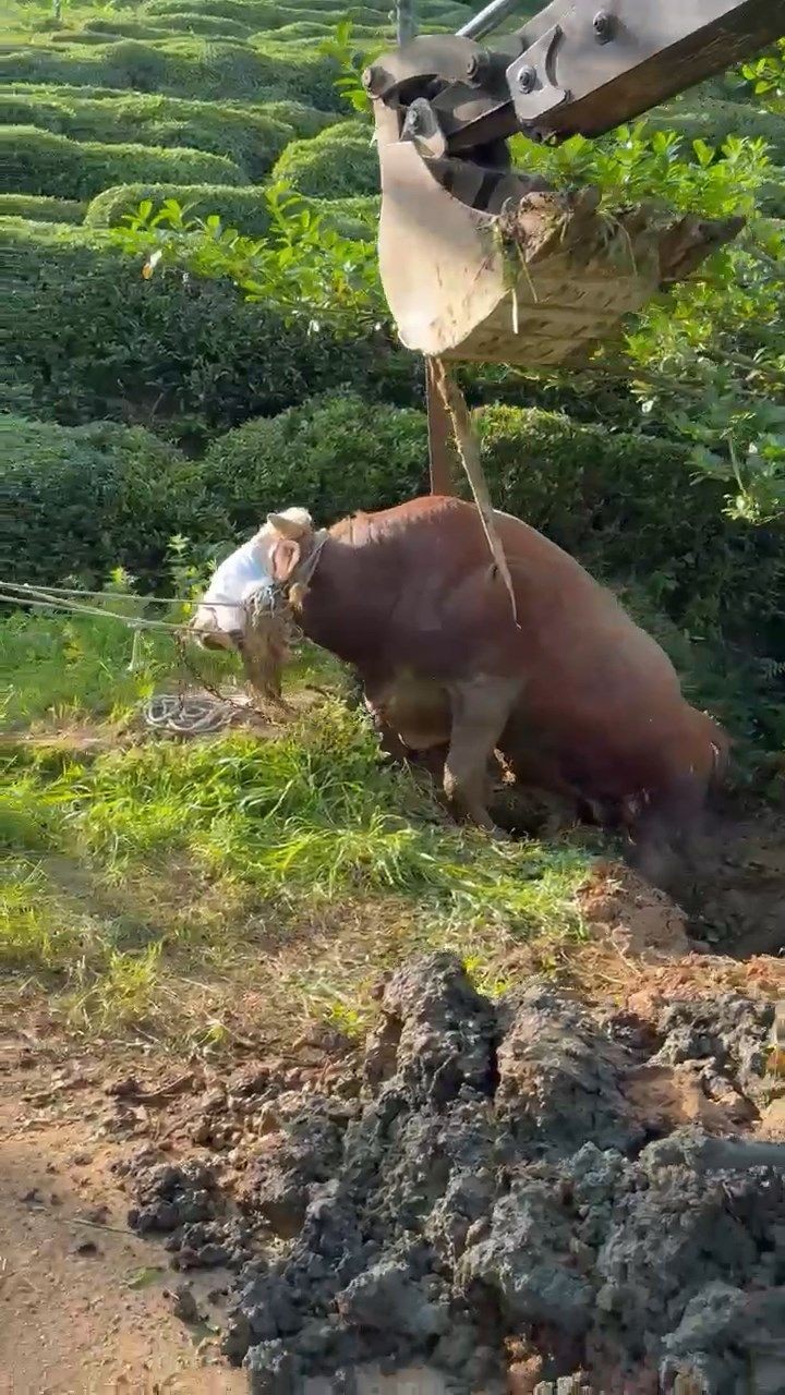 Rize’de kaçan boğa iş makinesiyle kurtarıldı - Resim: 2