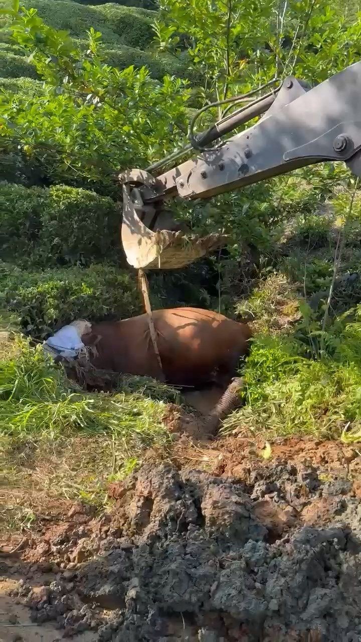 Rize’de kaçan boğa iş makinesiyle kurtarıldı - Resim: 3
