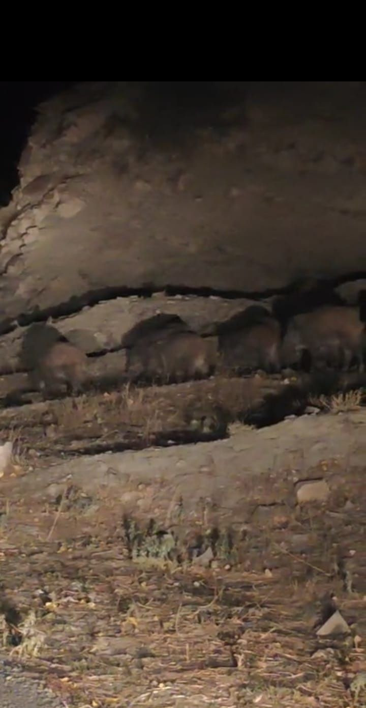 Van'da kırsal mahalleye inen domuz sürüsü görüntülendi - Resim: 4