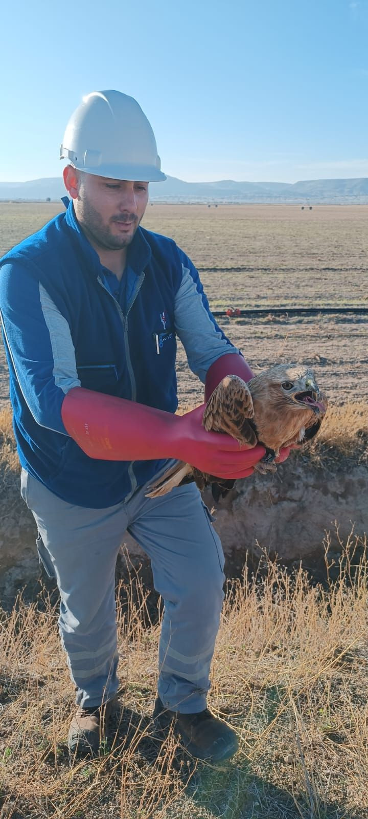 Yaralı halde bulunan kızıl şahin, tedaviye alındı - Resim: 2