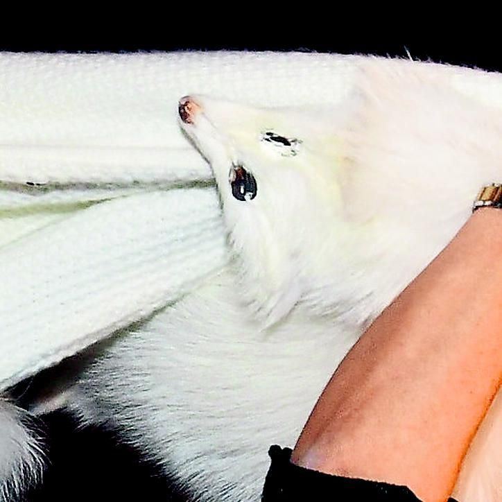 Bülent Ersoy vasiyetinden ÇYDD'yi çıkardı - Resim: 4