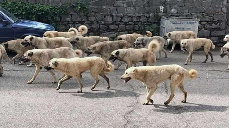Atatürk'ün yayınladığı 'sokak köpeği' genelgesi: 1932'de sorun böyle çözülmüş - Resim: 4