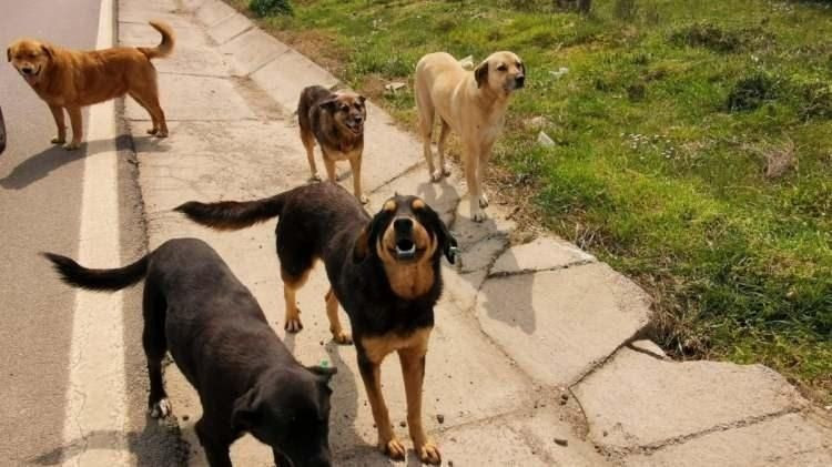 Atatürk'ün yayınladığı 'sokak köpeği' genelgesi: 1932'de sorun böyle çözülmüş - Resim: 2