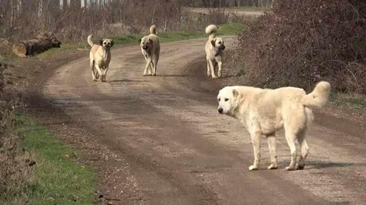 Atatürk'ün yayınladığı 'sokak köpeği' genelgesi: 1932'de sorun böyle çözülmüş - Resim: 3