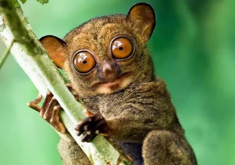 Görenleri hayrete düşürdü: İşte en tuhaf görünüme sahip 14 hayvan listesi - Resim: 1