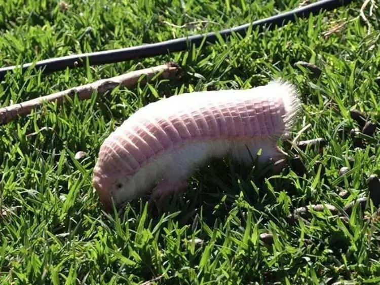 Görenleri hayrete düşürdü: İşte en tuhaf görünüme sahip 14 hayvan listesi - Resim: 4