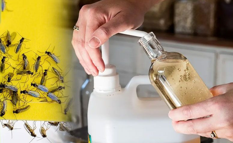 Bu karışım evde sinek bırakmıyor! Sirkeyle karıştırıp uygulayın - Resim: 1