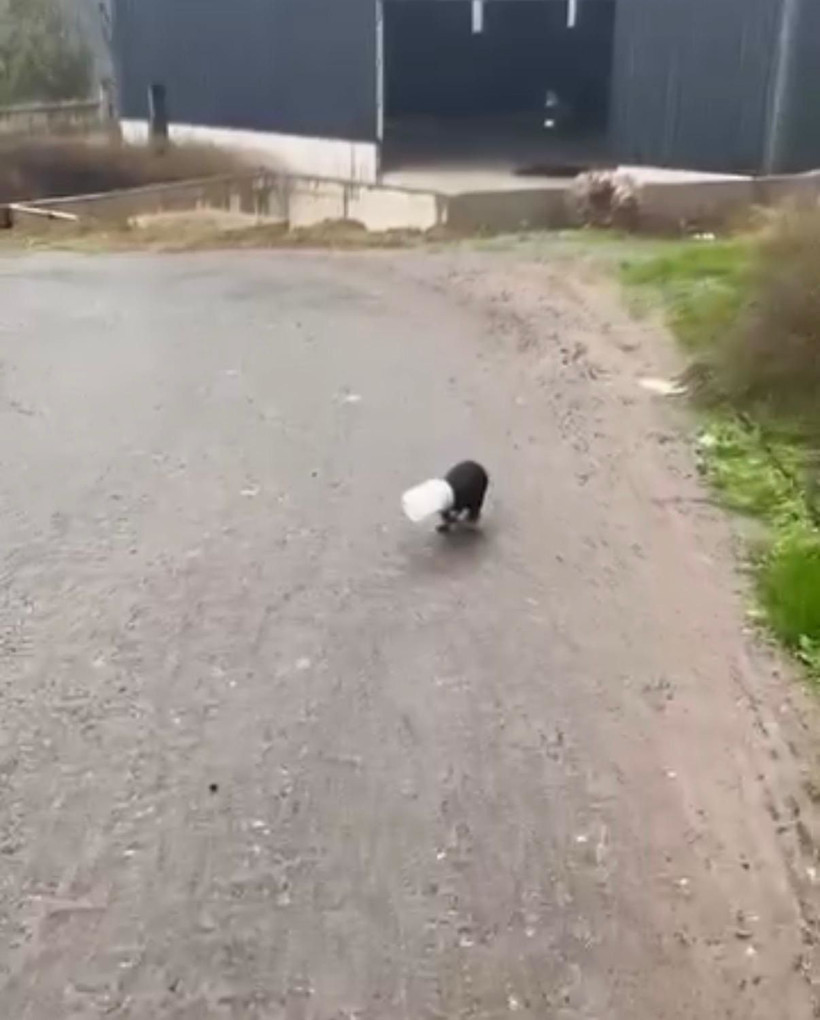 Başı plastik kaba sıkışan yavru köpeği kamyon şoförü kurtardı - Resim: 4