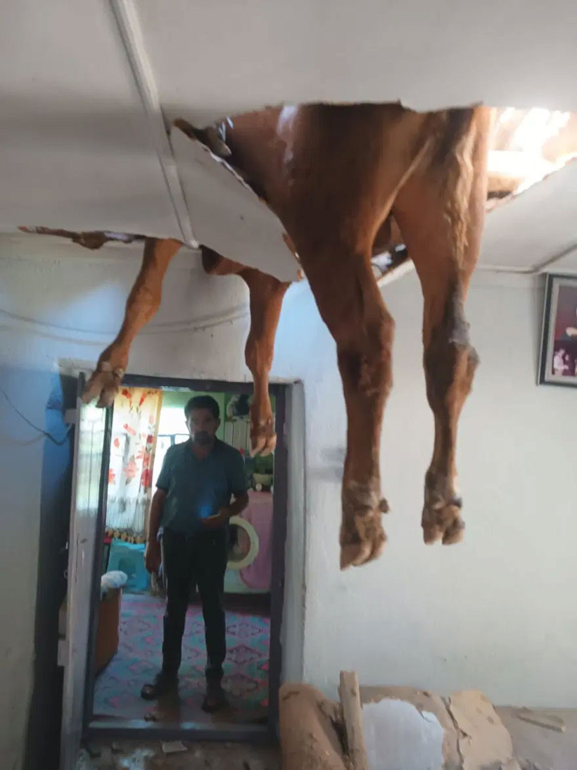 Aydın'da ilginç olay! Evin çatısından boğa girdi - Fotoğraf: 3