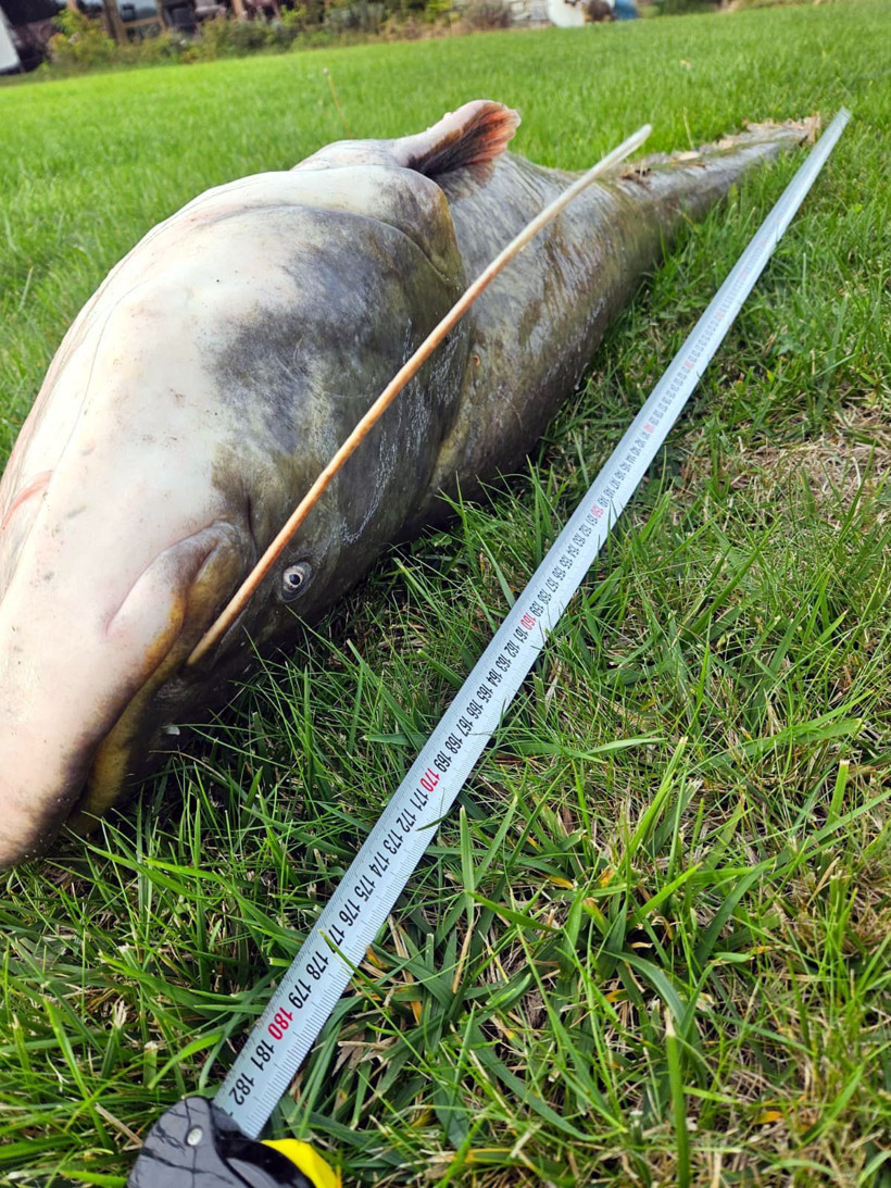 Oltayla 70 kiloluk yayın yakaladı - Resim: 1