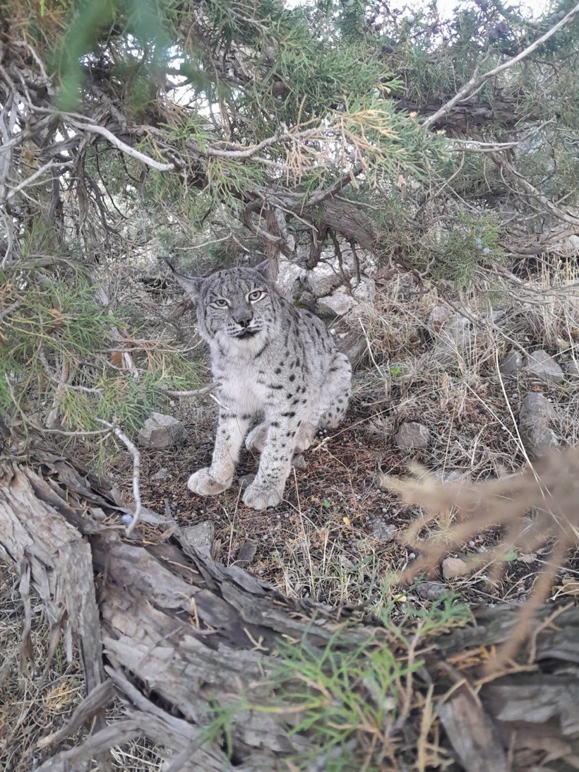 Van'da nesli tehlike altında olan vaşak görüntülendi - Resim: 1