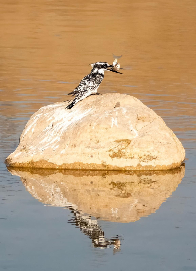 Adıyaman’da Alaca Yalıçapkını ilk kez görüntülendi - Resim: 3