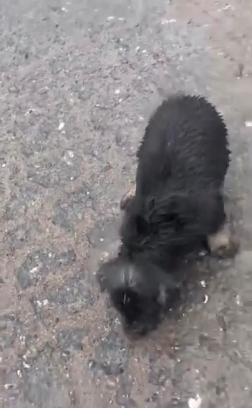 Başı plastik kaba sıkışan yavru köpeği kamyon şoförü kurtardı - Resim: 2